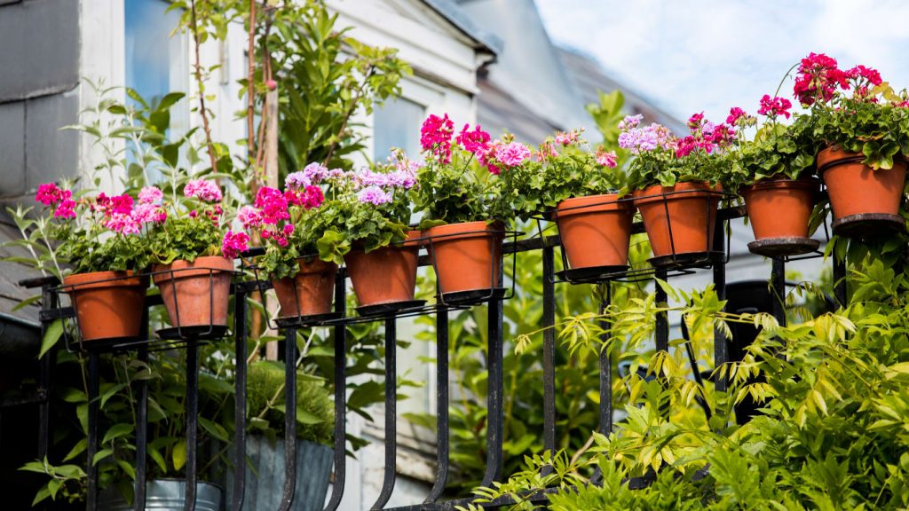 ​Gör sommarens balkong till en blomstrande berså!